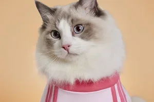NEW! adidas Originals Pet Collection 🐾👕🐱