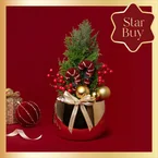 Jolly Fir Christmas Ellwoodii