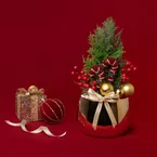 Jolly Fir Christmas Ellwoodii