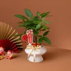 福绿添财 Fortune Bloom – Table Garden