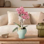 Copper Whisper – Copper Mini Phalaenopsis