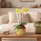 Sunlit Charm – Yellow Mini Phalaenopsis
