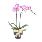 Elegant Duo – Pink-White Mini Phalaenopsis